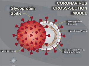 Codronavirus with spike proteins